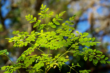 Image showing young moringa tree leaves