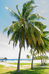 Image showing Palm Tree Alley