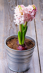 Image showing Pink Hyacinths