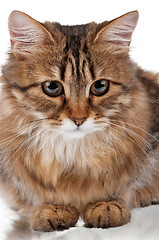 Image showing Portrait of cat