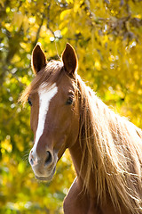 Image showing horse on yellow