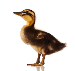 Image showing Domestic duckling