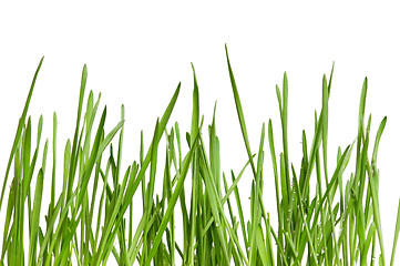 Image showing Wheat grass