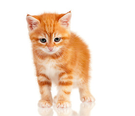 Image showing Red kitten