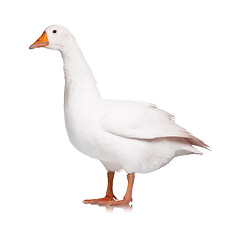 Image showing Domestic goose