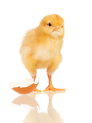 Image showing Little chicken