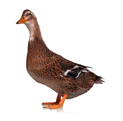 Image showing Domestic duck