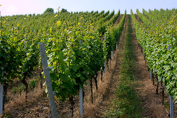 Image showing vineyard