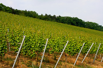 Image showing vineyard