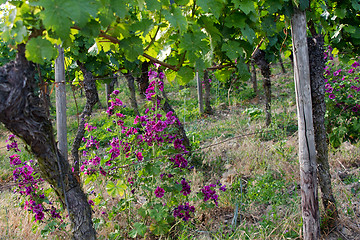 Image showing vineyard