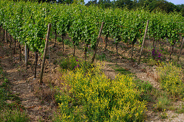 Image showing vineyard