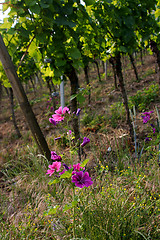 Image showing vineyard