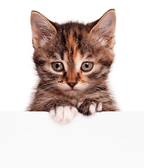 Image showing Kitten with blank