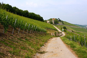 Image showing vineyard