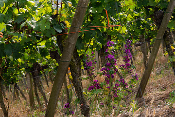 Image showing vineyard