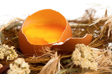 Image showing Egg in nest