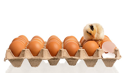 Image showing Newborn chick