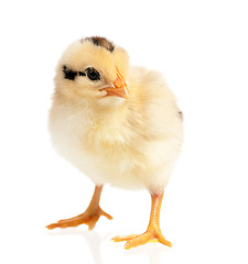 Image showing Little chicken