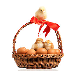 Image showing Chickens with basket
