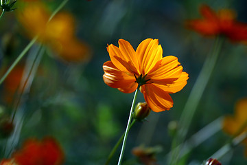 Image showing Yellow flower