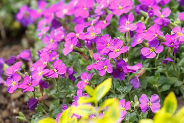 Image showing pink flowers for natural background