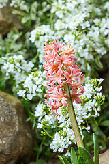 Image showing pink hyacinth in spring garden