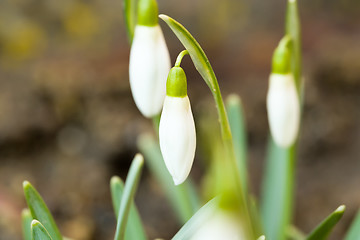 Image showing Snowdrop bloom in springtime