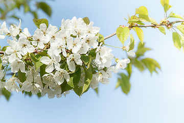 Image showing Blossoming apple garden in spring with very shallow focus