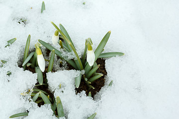 Image showing Snowdrop bloom in springtime under snow