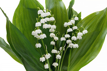 Image showing Blooming Lily of the valley