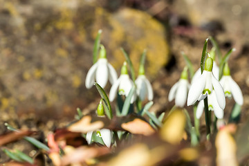 Image showing Snowdrop bloom in springtime