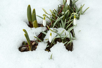 Image showing Snowdrop bloom in springtime under snow