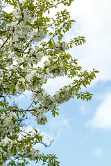 Image showing Blossoming apple garden in spring with very shallow focus