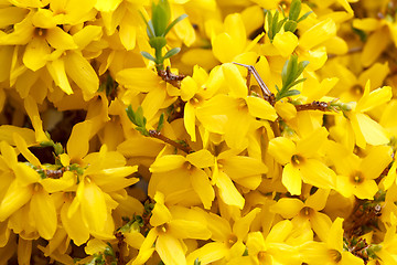 Image showing Forsythia