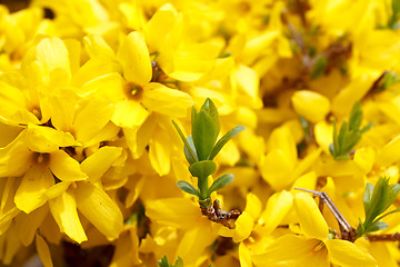 Image showing Forsythia