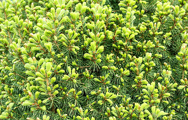 Image showing Natural fresh background, conifer on the green