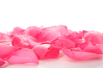 Image showing pink rose petals on white