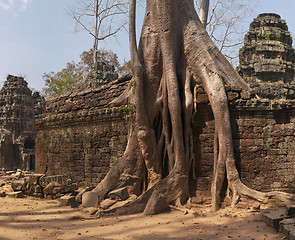 Image showing Ta Prohm, temple at Angkor, Cambodia