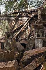 Image showing Old wall and tree