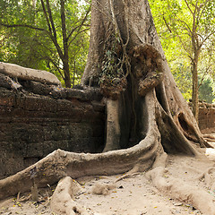 Image showing Old wall and tree. Ta Prohm temple, Cambodia