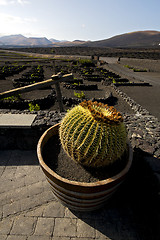 Image showing cactus wall grapes  