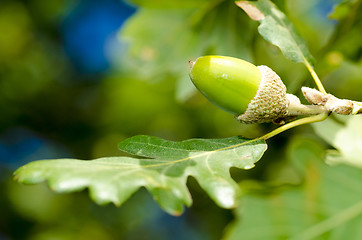 Image showing acorn and leaves