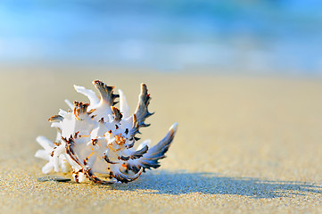 Image showing shell on sand