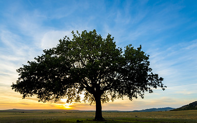 Image showing tree on field