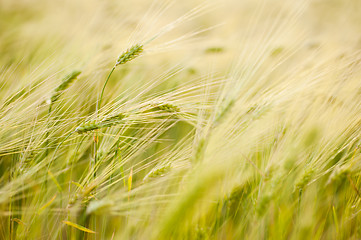 Image showing Barley field