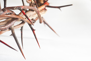 Image showing Crown of thorns on a white background