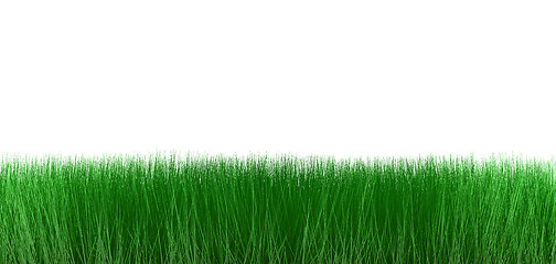 Image showing Grass on white background