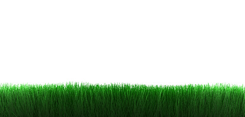 Image showing Grass on white background