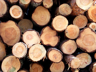 Image showing tree trunks 2