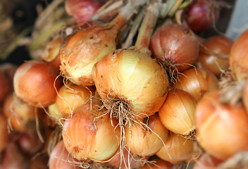 Image showing many bulb onions